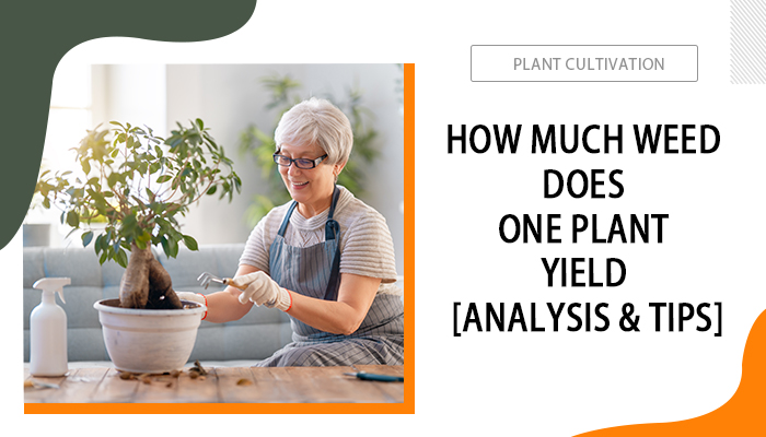 How Much Weed Does One Plant Yield [Analysis & Tips]