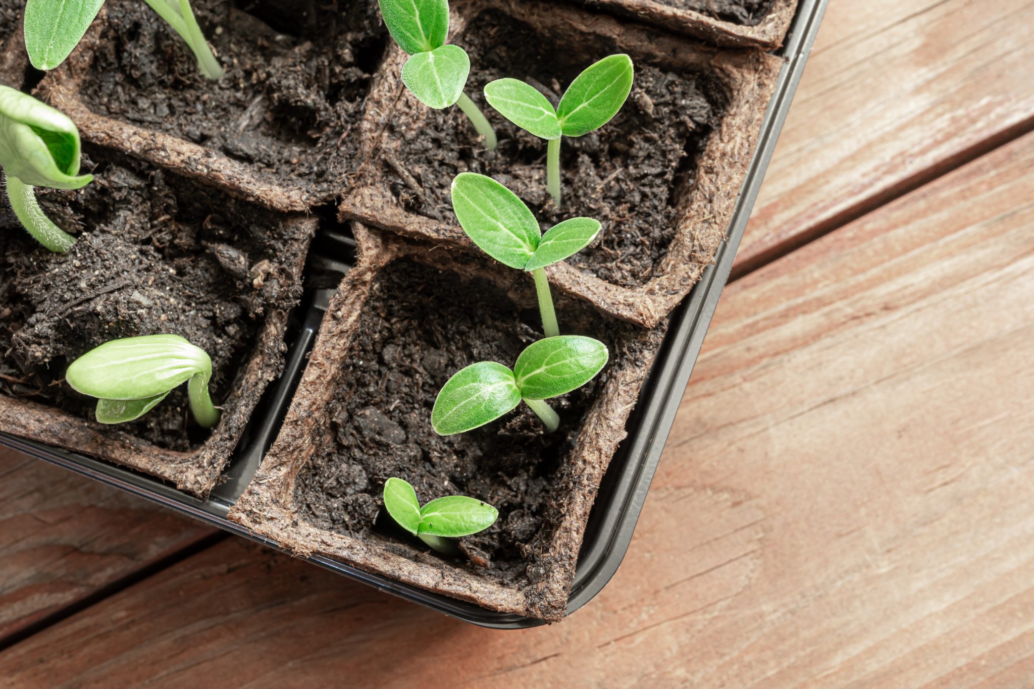 Lettuce Growth Stages: 6 Stages Explained in Detail