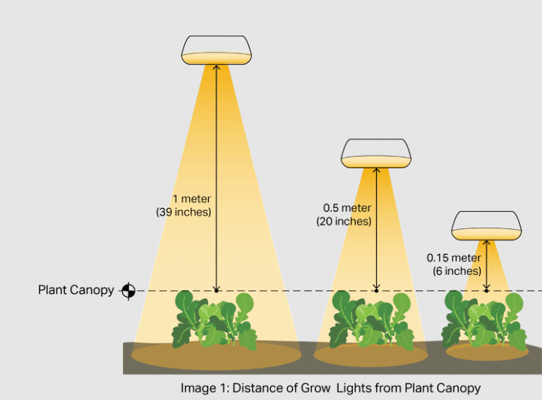 Grow Light Distance How Far to Hang LED Lights from Plants