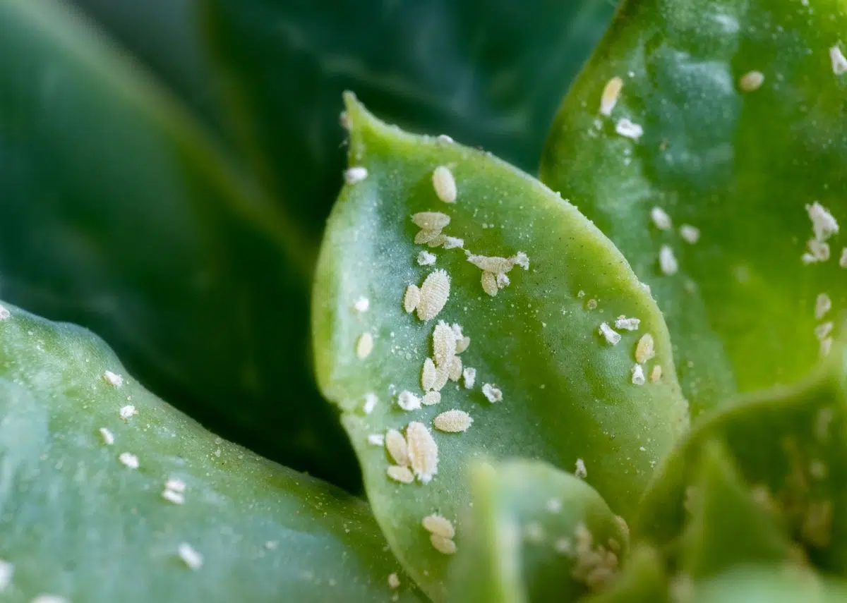 Mealybugs