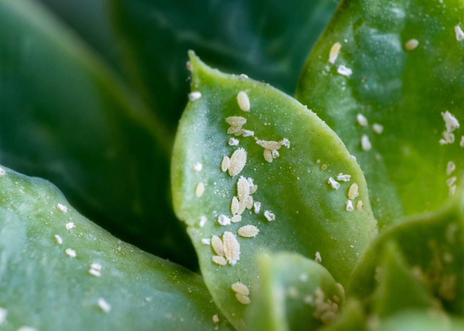 What Are White Spots on Plant Leaves & How to Treat Them