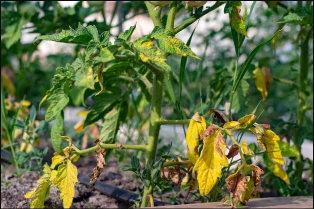 Tomatenblätter gelb werden