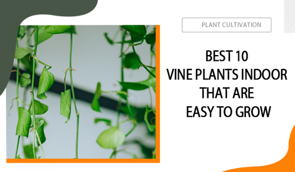 top 10 vine people