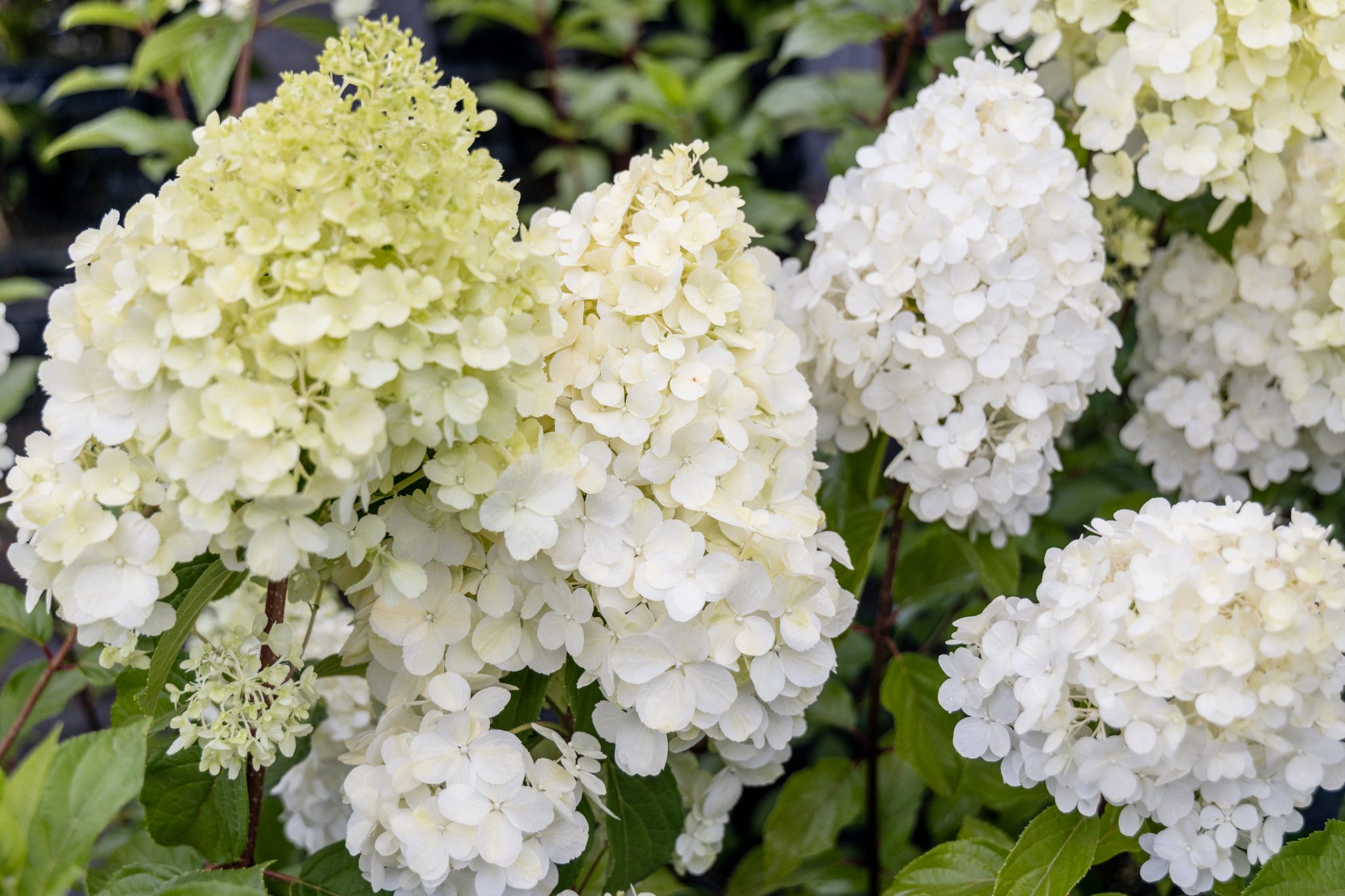 [Updated] 10+ Best Full Sun Hydrangea - Spider Farmer