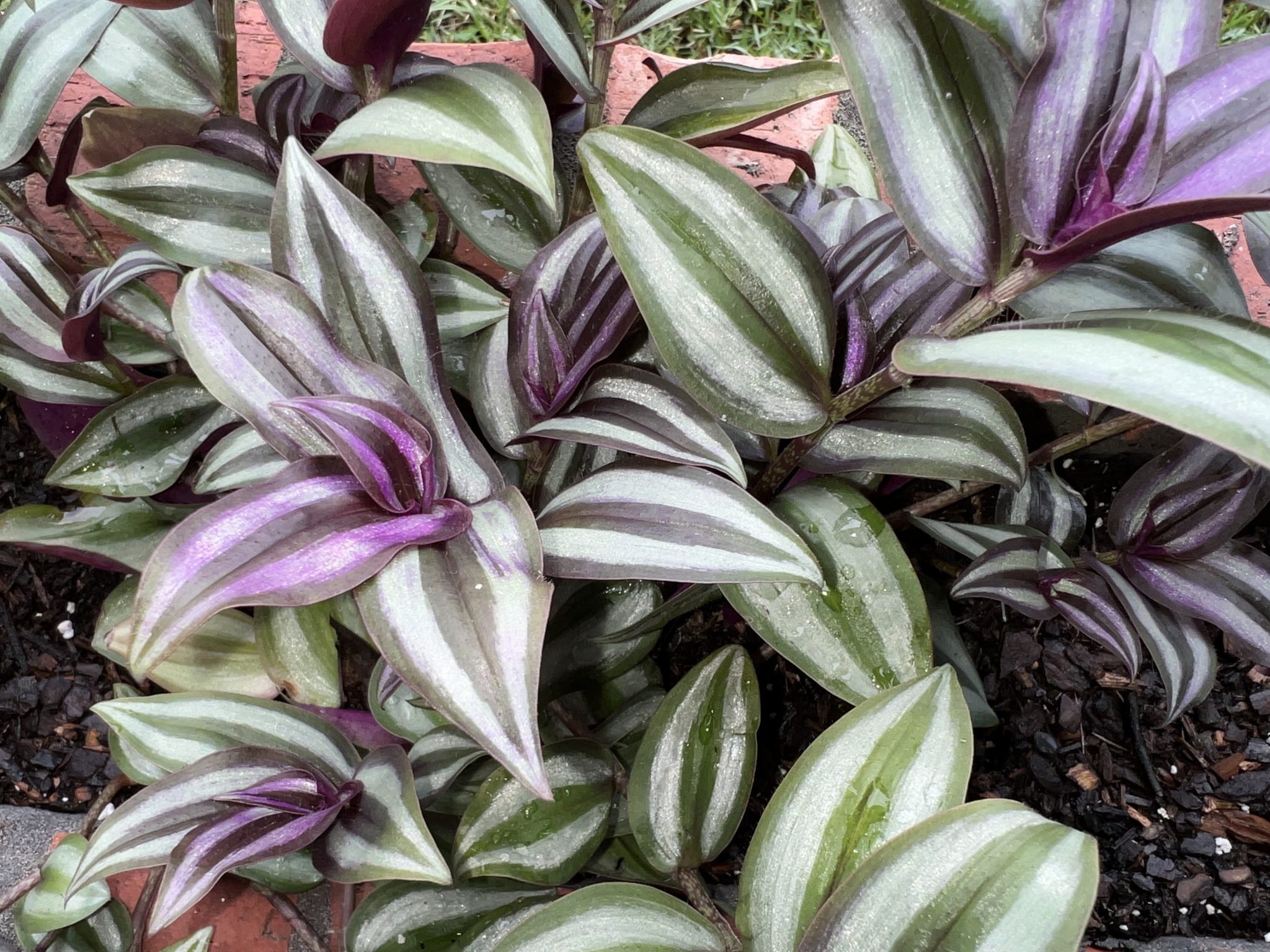 propagate wandering jew from leaf