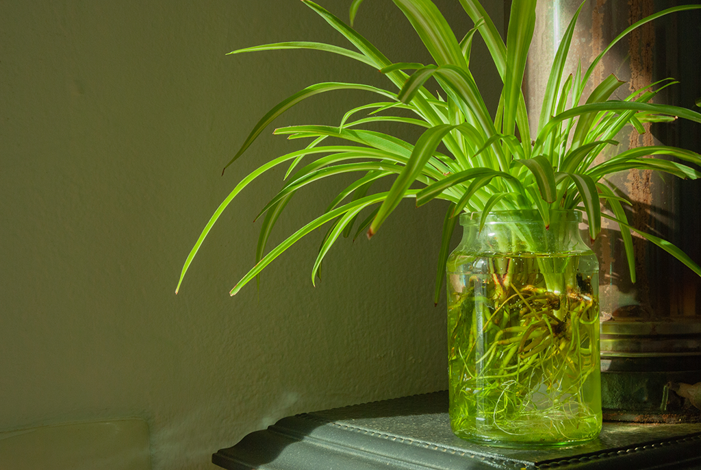 Propagating Spider Plant Babies in Water