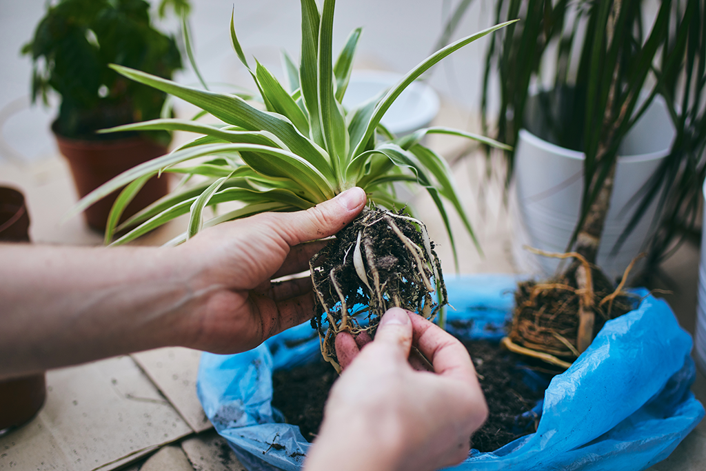 How to Propagate a Spider Plant without Babies