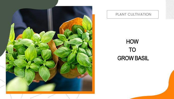 How to Grow Basil