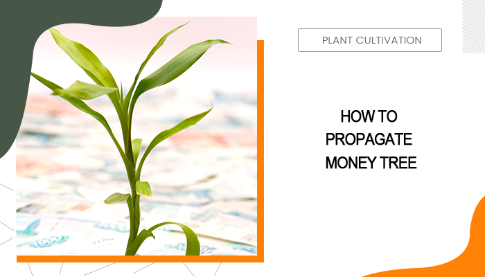 Propagate Money Tree