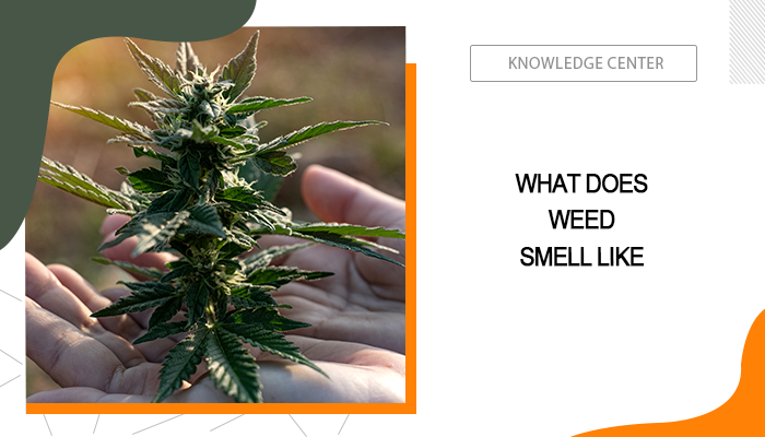 What Does Weed Smell Like