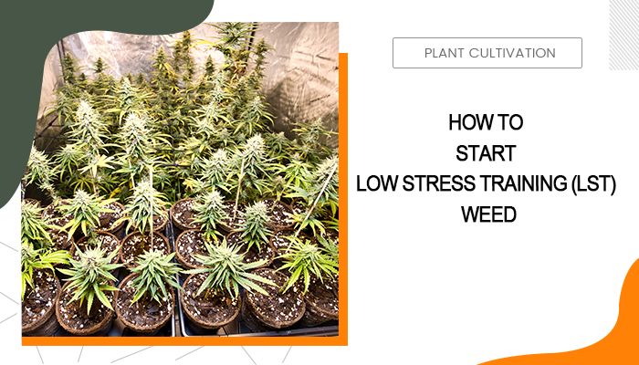 Low Stress Training (LST) Weed
