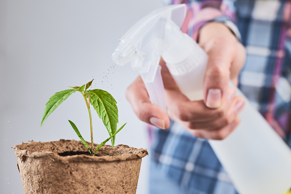 watering cannabis
