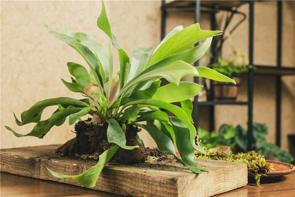 Best Large Low Light Indoor Plants - Bird's Nest Fern