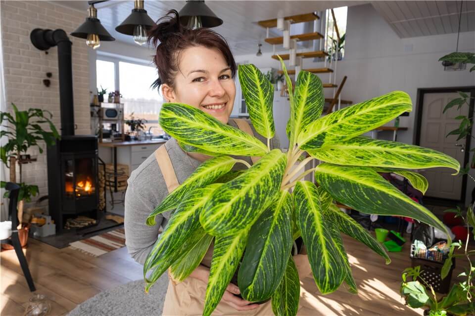 Best Large Low Light Indoor Plants - Chinese Evergreen