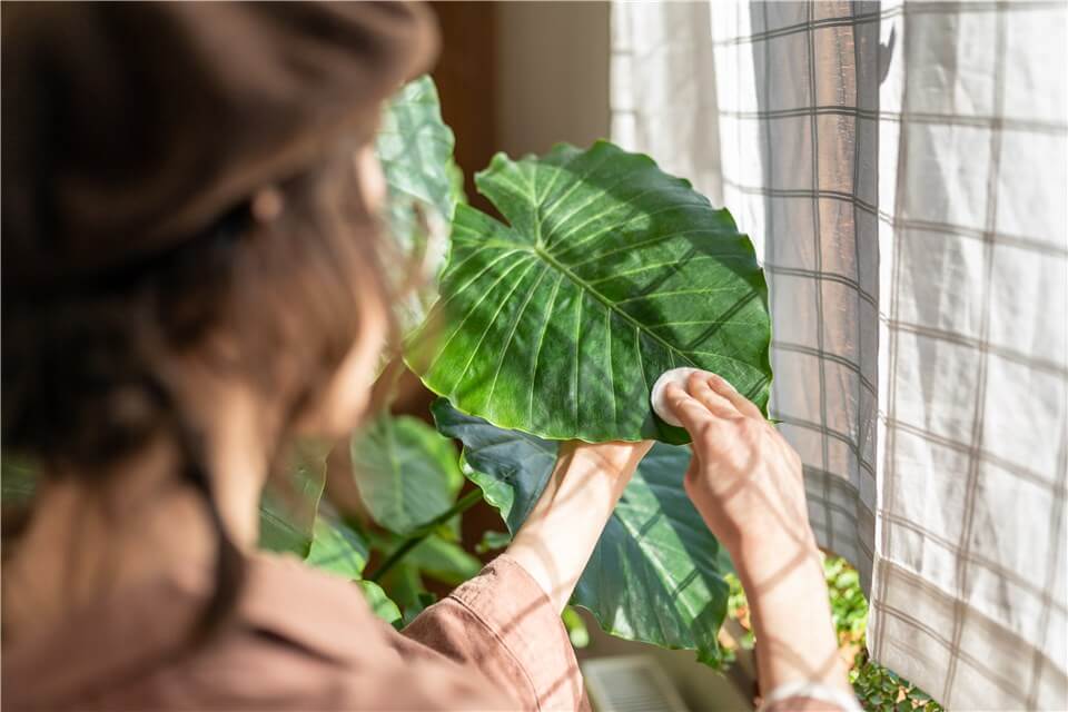 Best Large Low Light Indoor Plants - Fiddle Leaf Fig