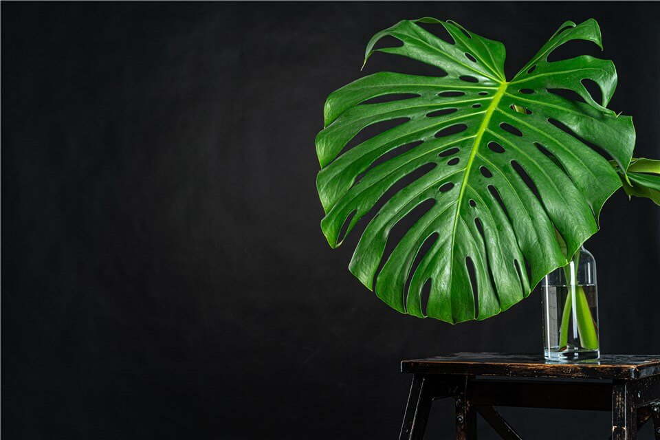 Best Large Low Light Indoor Plants - Monstera Deliciosa