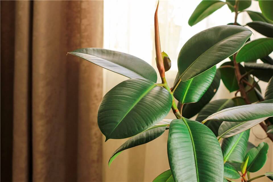 Best Large Low Light Indoor Plants - Rubber Tree