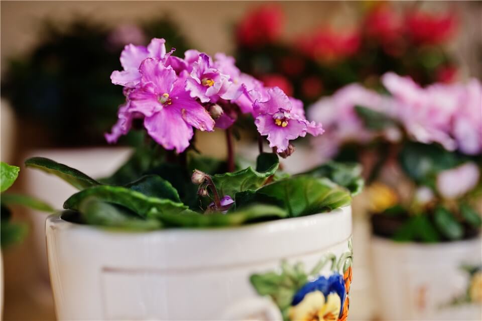 Best Low Light Indoor Flowering Plants - African Violet