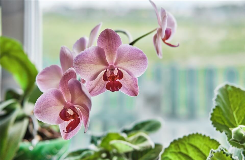 Best Low Light Indoor Flowering Plants - Moth Orchid