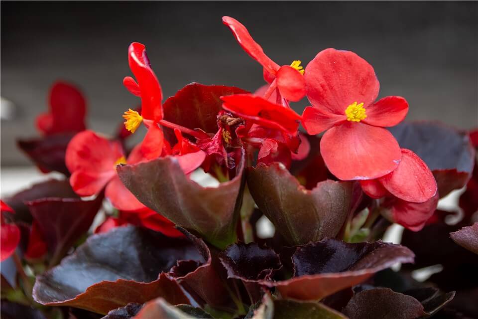 Best Low Light Indoor Flowering Plants - Trailing Begonia