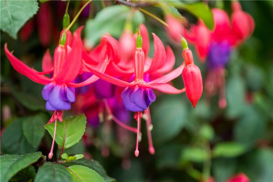 Best Low Light Indoor Flowering Plants - Trailing Fuchsia