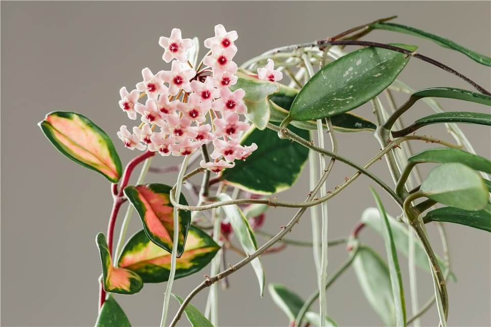 Best Low Light Indoor Flowering Plants - Wax Plant