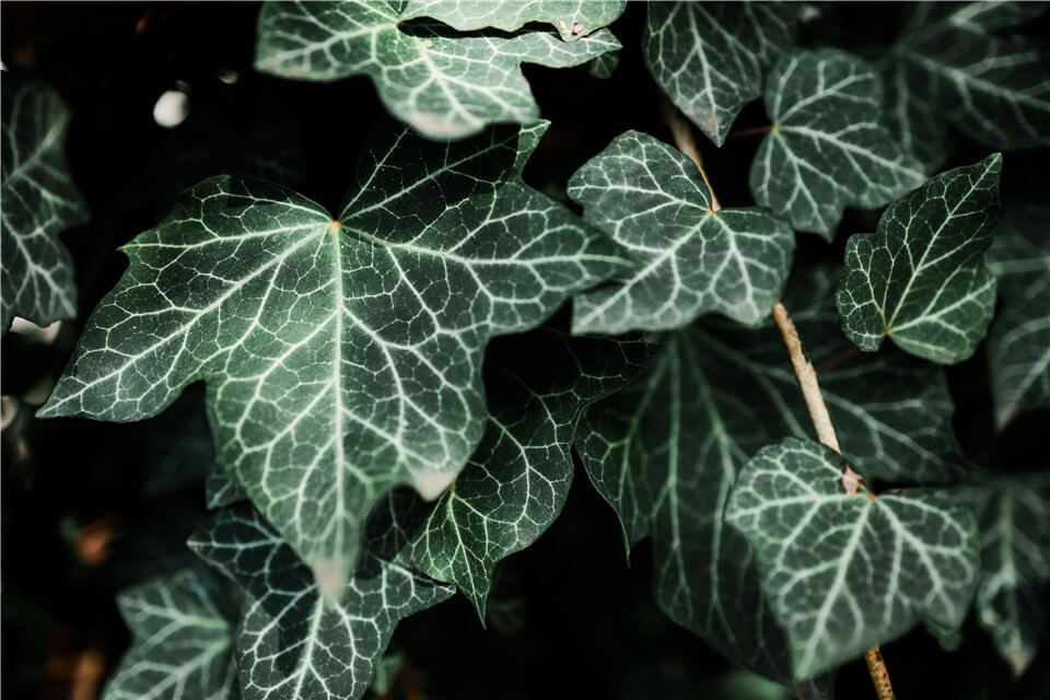 Best Low Light Indoor Hanging Plants - English Ivy