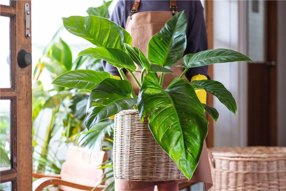 Best Low Light Indoor Hanging Plants - Philodendron