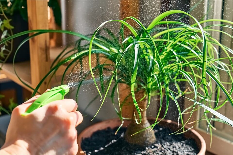 Best Low Light Indoor Hanging Plants - Spider Plant