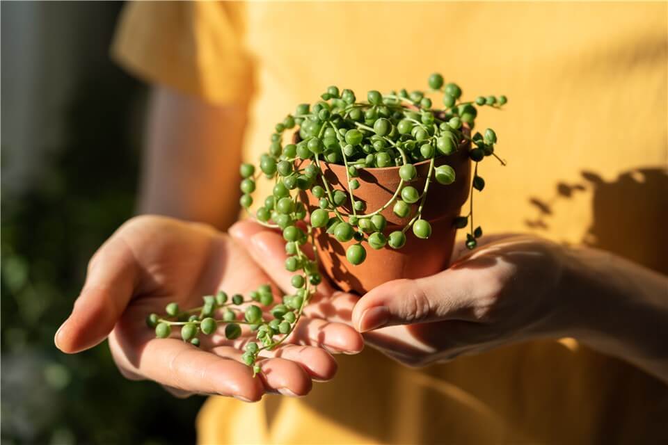 Best Low Light Indoor Hanging Plants - String of Pearls