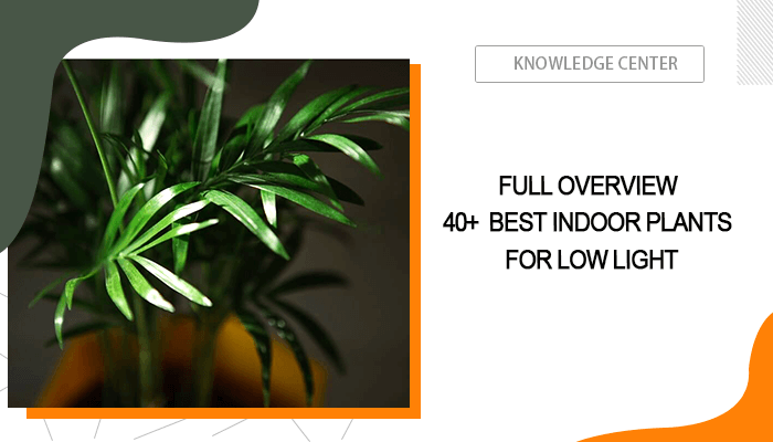 Best Indoor Plants for Low Light