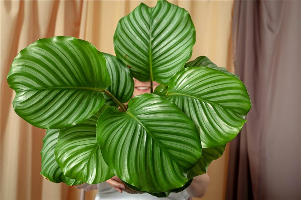 Best Small Low Light Indoor Plants - Calathea