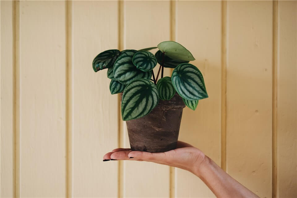 Best Small Low Light Indoor Plants - Peperomia