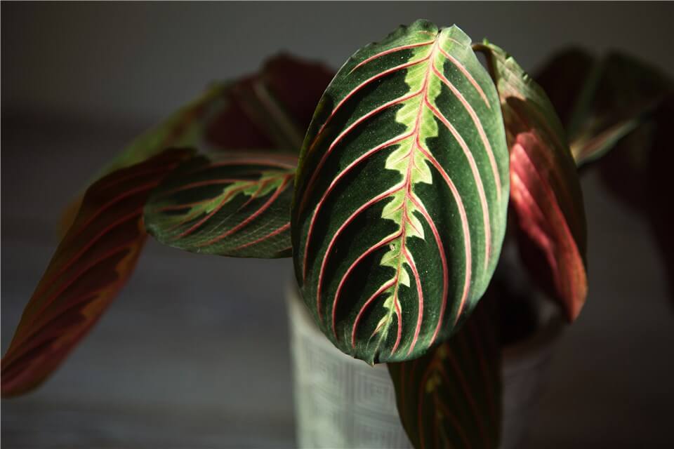 Best Small Low Light Indoor Plants - Prayer Plant