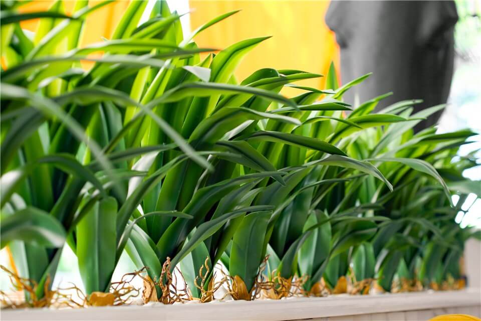 Best Tall Low Light Indoor Plants - Corn Plant