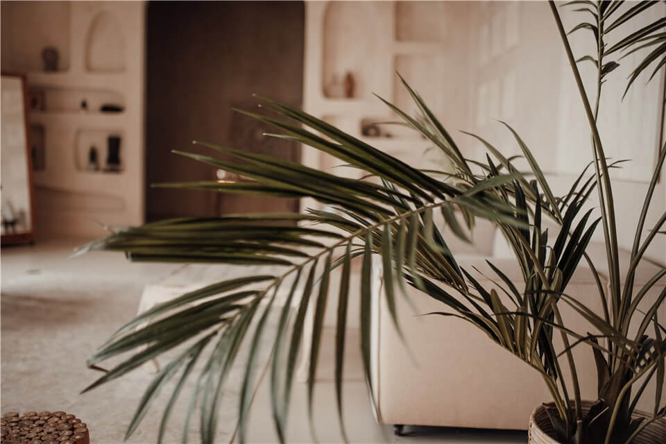 Best Tall Low Light Indoor Plants - Kentia Palm