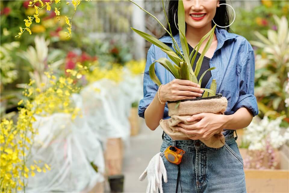 Best Tall Low Light Indoor Plants - Yucca Cane