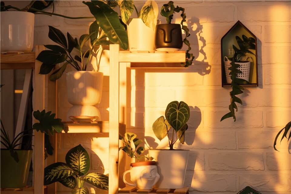 Bright Indirect Light Indoor Plants