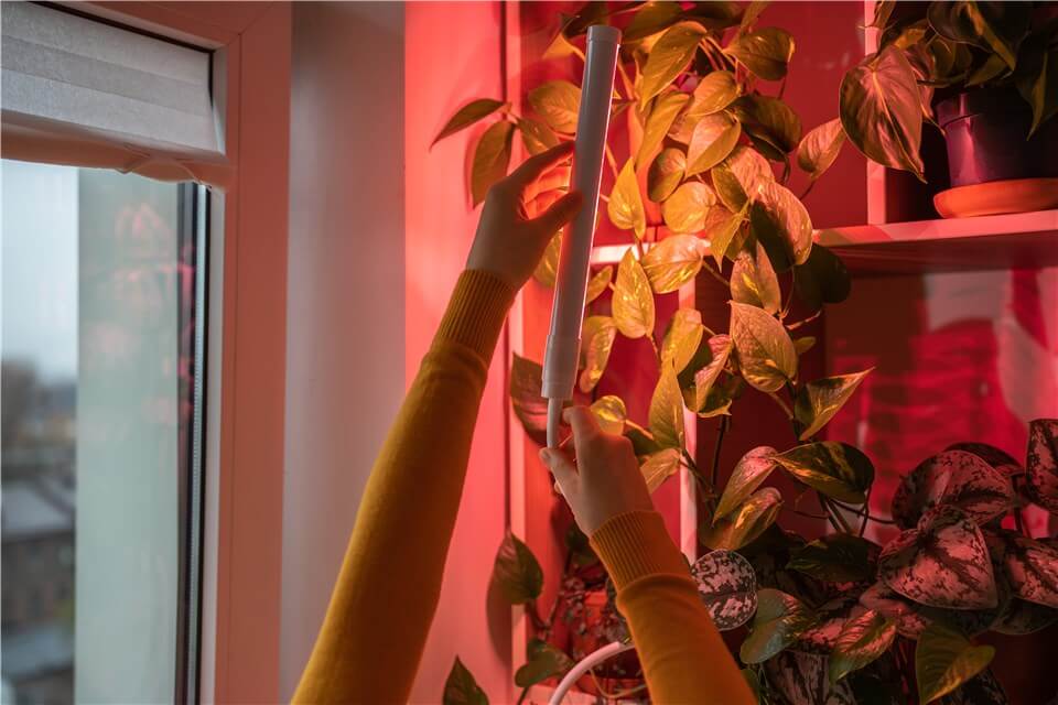 Create Bright Indirect Light with Grow Lights