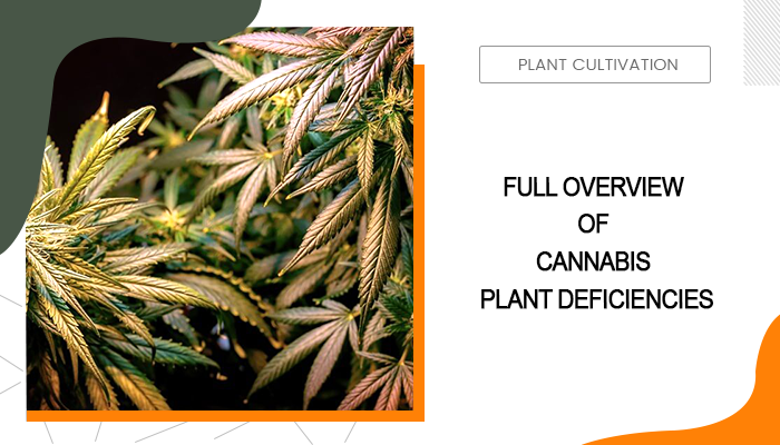 Cannabis Deficiencies