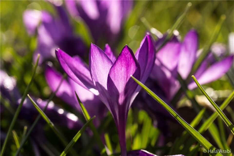 Crocus Sativus