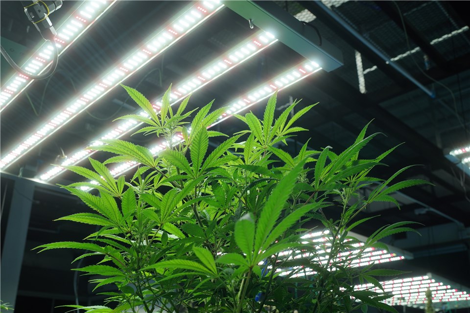 Do LED Lights Cause Cal-mag Deficiency