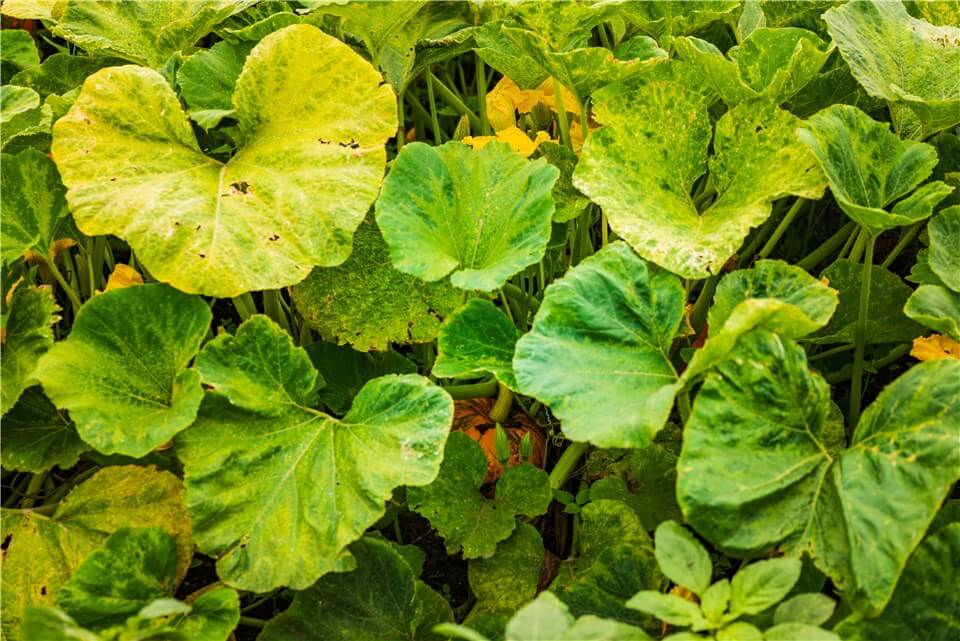 Squash Leaves Suffer From Environmental Stress