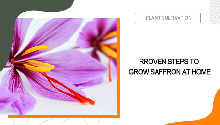 Grow Saffron at Home