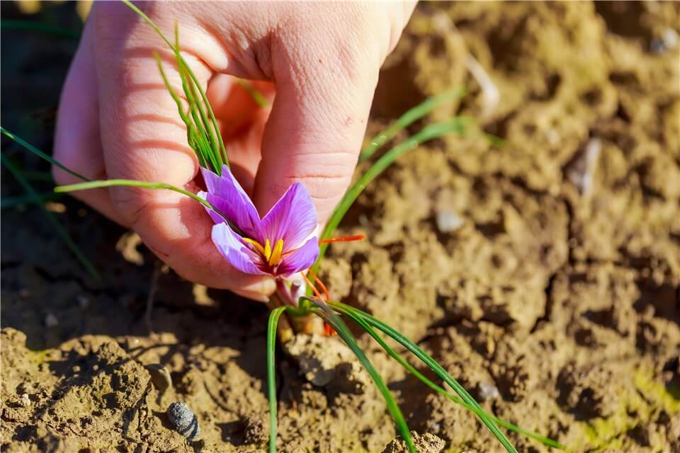 Harvest the Saffron