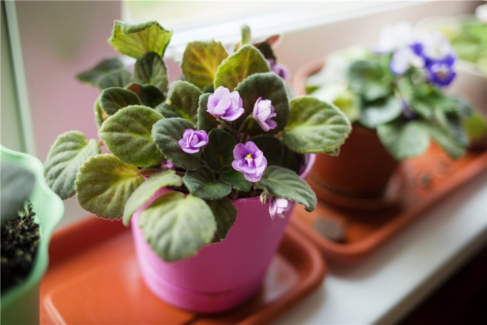 Bright Indirect Light for African Violet