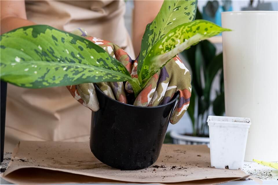 Bright Indirect Light for Chinese Evergreen