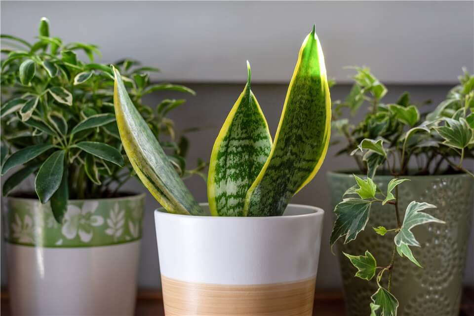 Bright Indirect Light for Snake Plant