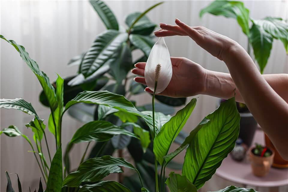 Best Low Light Indoor Plants For Beginners - Peace Lily