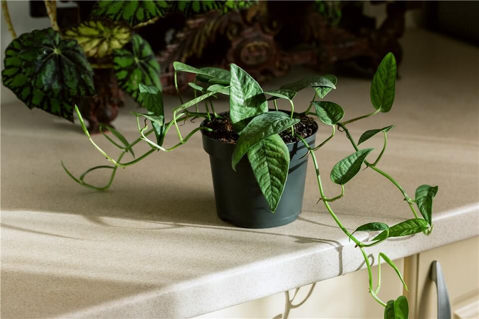 Best Low Light Indoor Plants For Beginners - Pothos